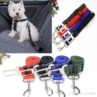 KUTYA BIZTONSÁGIÖV